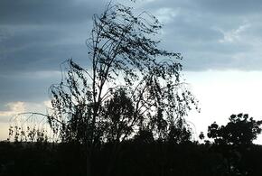 Жара и небольшие дожди: синоптики рассказали о погоде на Кубани 9 июня