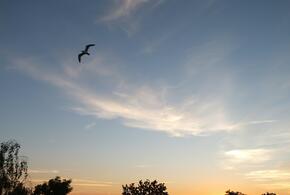 50 беспилотников: помимо Кубани, Украина атаковала Ростовскую и Запорожскую области