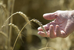 Аграрии Краснодарского края собрали больше озимого ячменя, чем в прошлом году