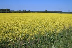 Аграрии Кубани отмечают значительный рост отечественной  селекции