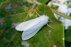 Американские бабочки заполонили территории Краснодарского края