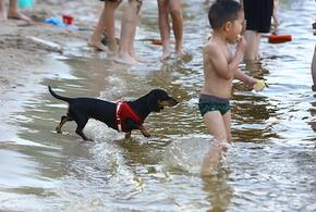 До +39:  сколько еще продержится жара на Кубани 