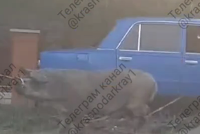 ДТП из-за укуса свиньи случилось в Крымском районе Кубани
