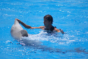 Возле берега хищники ловят рыбу и могут травмировать человека
