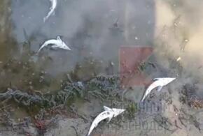 Массовый мор осетра произошёл в реке Кубань