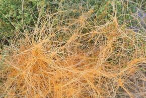  На части территории Кубани введен карантин из-за появления опасного сорняка-паразита