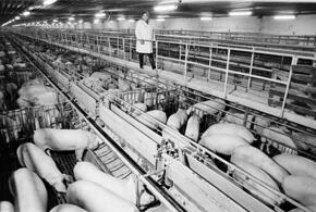 На Кубани вирус африканской чумы свиней обнаружен в агрокомплексе в Каневском районе