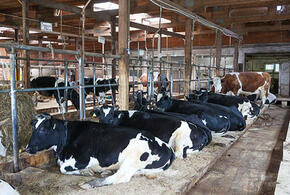 На Кубани высокими темпами развивается животноводство 