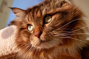 Сон с питомцем в одной постели чреват риском заражения инфекцией