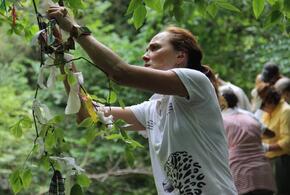 Тысячи «ленточек желаний» уничтожили в Сочинском нацпарке волонтёры