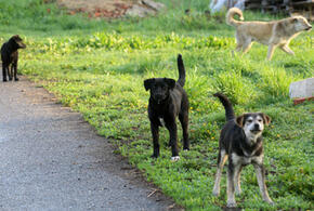 Убивать только в крайнем случае: Конституционный суд РФ запретил умерщвлять бездомных животных спустя месяц после отлова