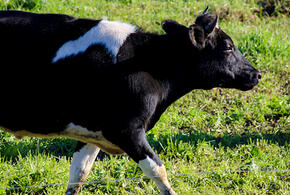 В Краснодарском крае стали производить больше молока