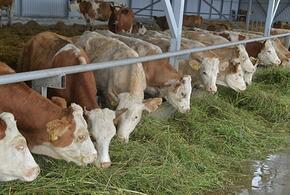 В Темрюкском районе Кубани животноводы проводят селекционную работу