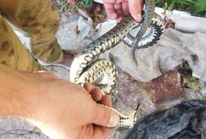 Во двор частного дома в Новороссийске заползла большая змея и напугала жильцов