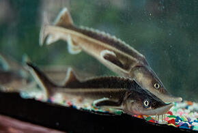 Задача десятилетия: на Кубани восстанавливают популяцию рыб особо ценных пород 