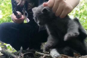 Юная живодерка таким образом решила доказать свою преданность