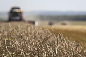 Через сотрудничество с учёными к лидерству в АПК: в Усть-Лабинском районе выработали свой секрет успеха в сельском хозяйстве