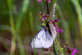 До 33 градусов тепла: о погоде на Кубани 16 августа