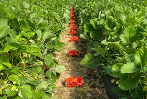 Эту клубнику знают по всей стране: как Белореченский район Кубани стал бесспорным лидером