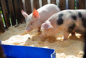 В проекте заинтересованы и инвесторы