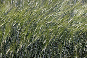 Национальный центр зерна в Краснодаре стал применять искусственный интеллект