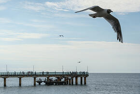 Пляжи опустели: в воде у берегов Сочи появились обширные нефтяные пятна