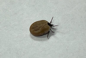 Таких людей чаще всего кусают клещи