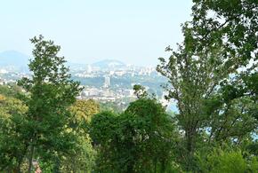 В 10 раз больше: в Сочи хотят намного увеличить количество зеленых насаждений