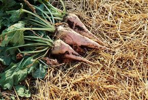 В Краснодарском крае аграрии увеличили площади сева отечественных семян