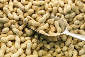 В Краснодарском крае предприятие увеличило производство арахиса благодаря участию в нацпроекте