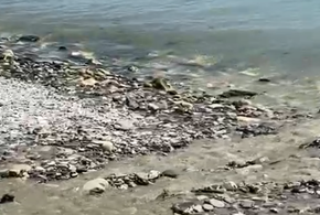 В Новороссийске в море сливается зеленая жижа неизвестного происхождения