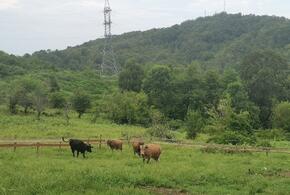 Власти Сочи борются с беспризорными коровами
