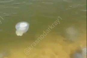 Заполонившие побережье Азовского моря Кубани медузы уплывут к концу лета