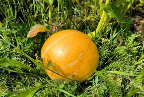 На полях можно зарабатывать до 100 тысяч рублей в месяц