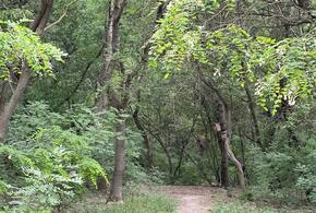 Заражённые опасным грибком деревья растут в Новороссийске