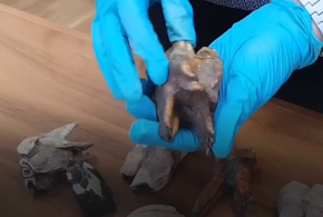 Таможенники пресекли попытку контрабанды