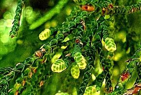 Цветение необычного кедра началось в Сочи