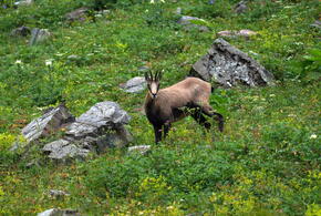 Ежегодный учёт серн в границах Курорта Красная Поляна показал рост числа новых особей