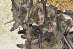 Гигантская вечерница: редкий вид летучей мыши обнаружили ученые в лесах Сочи