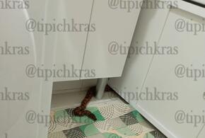 Гость из унитаза: жители многоэтажки в Краснодаре обнаружили питона у себя в ванной