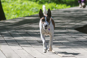 На Кубани суд взыскал с владельца собаки денежную компенсацию морального вреда после укуса животным 16-летней девушки