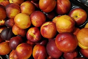 Нектарины с плодожоркой пытались провести на территорию Кубани из Азербайджана