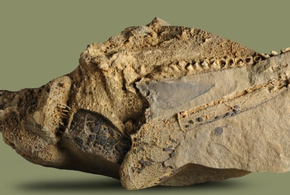 Останки вымершего зубастого кита найдены на реке Кубань