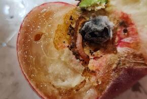 Персики, заражённые восточной плодоножкой, пытались провезти в Туапсе