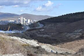 Ради новой дороги между Новороссийском и Анапой вырубили 15 гектаров леса