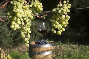 В Краснодарском крае стартует пилотный проект по исследованию виноградопригодных земель