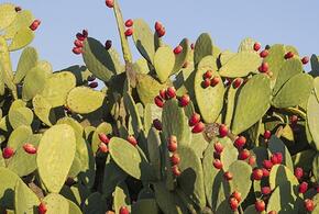 В Новороссийске есть местечко, где растут съедобные кактусы