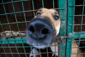 В Новороссийске из-за закрытия приюта для животных на улицах города окажутся все его питомцы