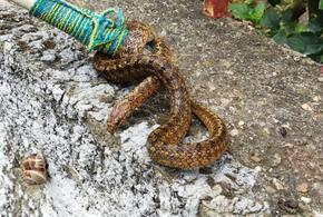 В Новороссийске змея заползла на территорию детского сада