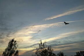 В парке Галицкого дерево покрылось огненными плодами, более 40 улиц Краснодара останутся без света: ТОП-5 за 23 сентября